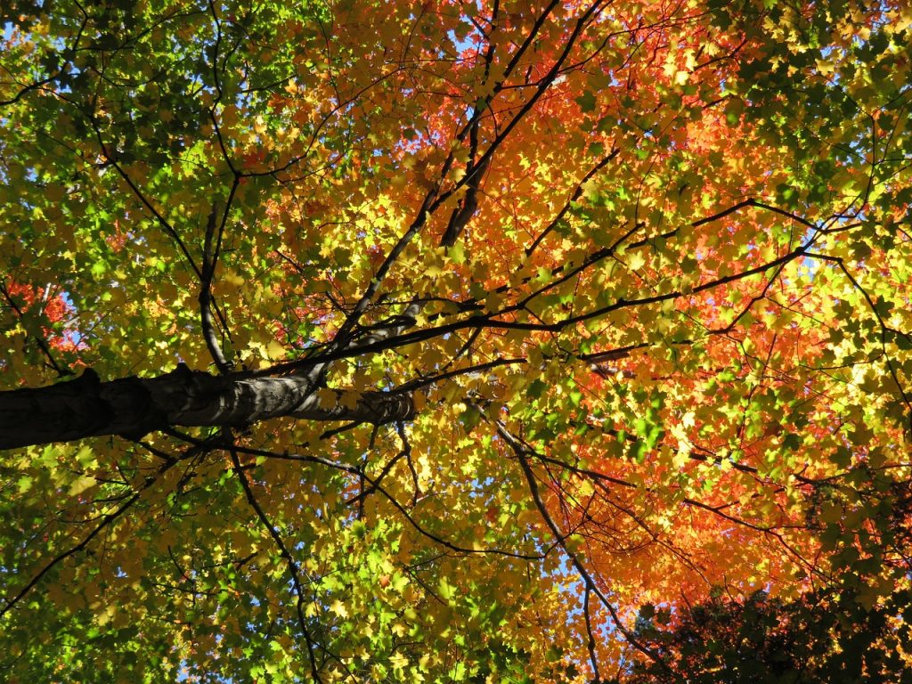 Blick von unten in die Krone eines Ahornbaums, dessen Blätter grün, gelb und orange leuchten.