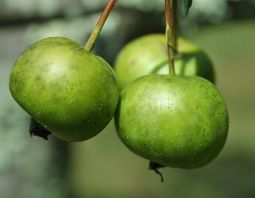 Drei kleine, grüne Äpfel, die in den USA crab apples heißen